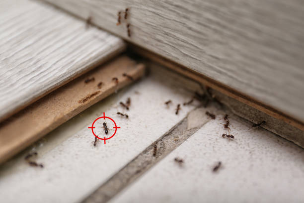 Best Affordable Pest Control Services  in Cotter, AR