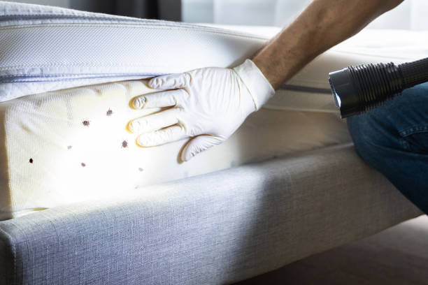 Best Termite Control Services  in Cotter, AR