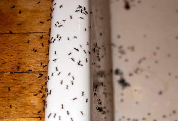 Best Residential Pest Control  in Cotter, AR