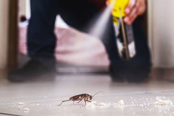Best Wasp Removal Services  in Cotter, AR